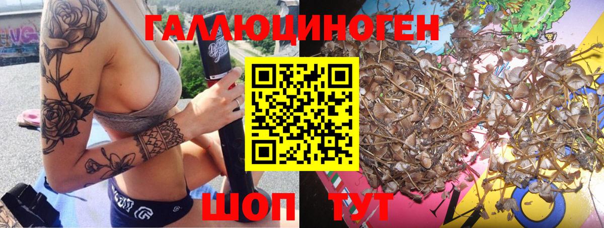 Псилоцибиновые грибы Psilocybe Людиново